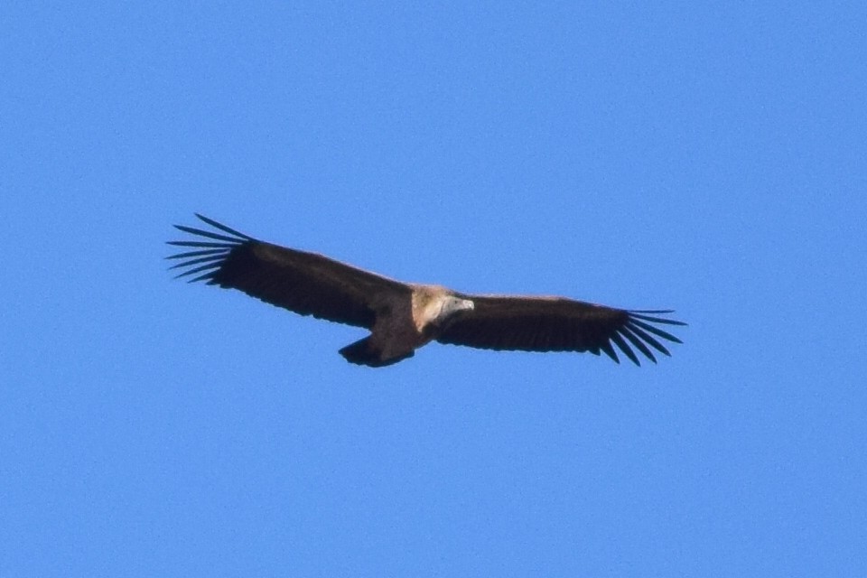 Indian Vulture - ML204760591