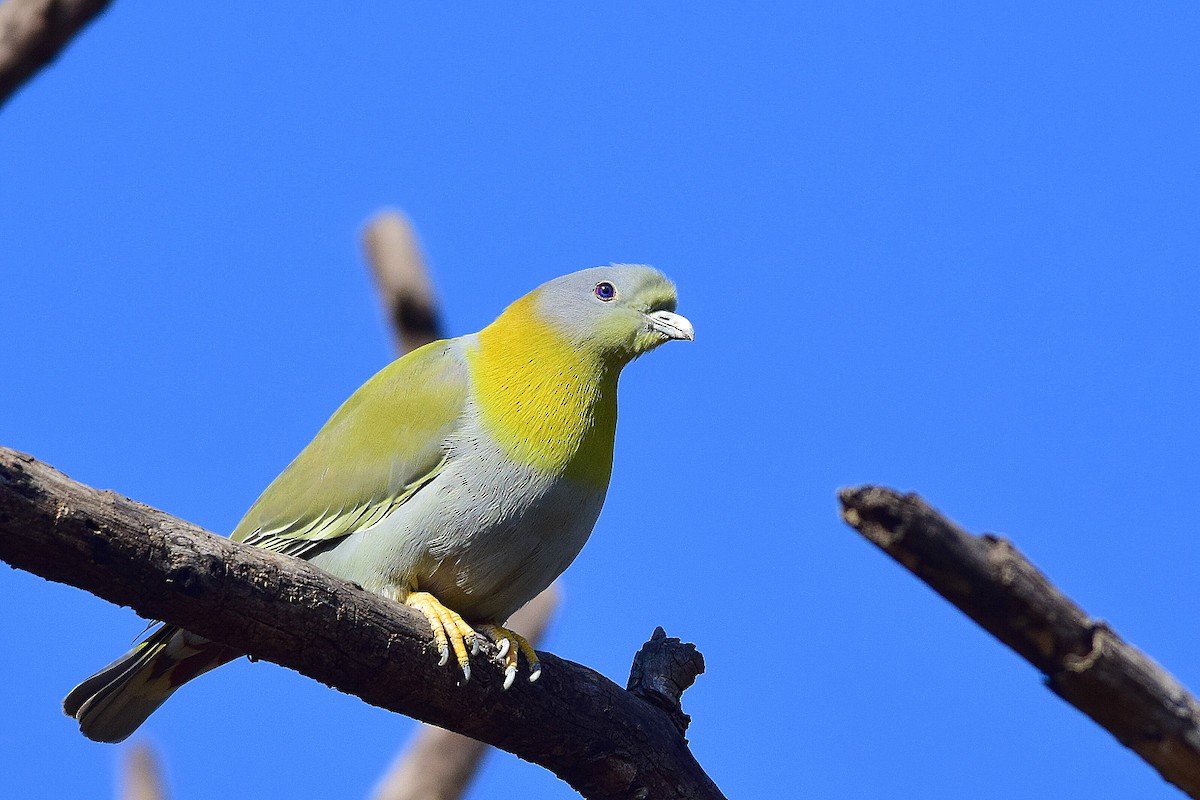 Yellow-footed Green-Pigeon - Mayur Patel