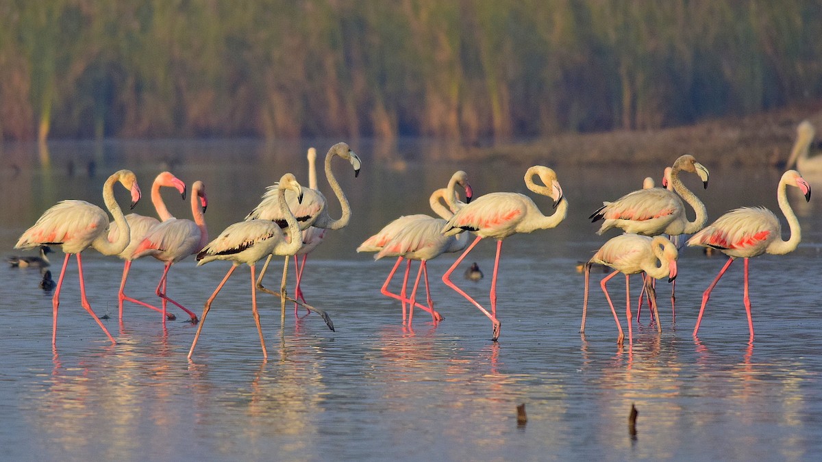 Greater Flamingo - Mayur Patel
