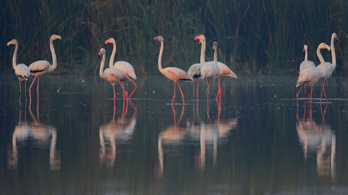 Greater Flamingo - Mayur Patel