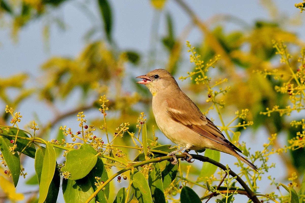 Yellow-throated Sparrow - Mayur Patel