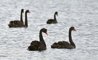 Black Swan, ML204760891