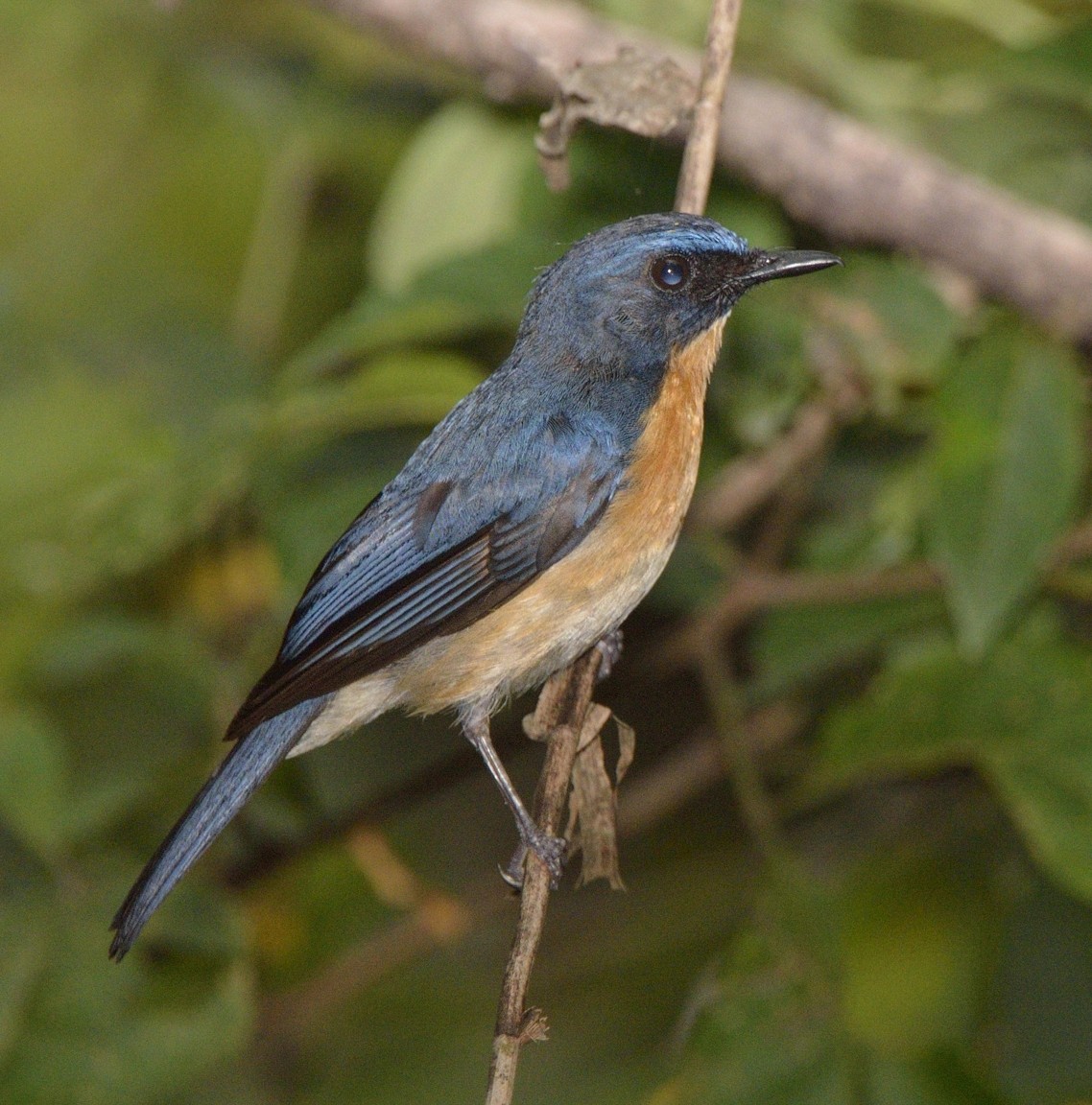 Mangrove Blue Flycatcher - Tomáš Grim