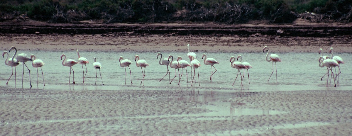 Greater Flamingo - Tomáš Grim