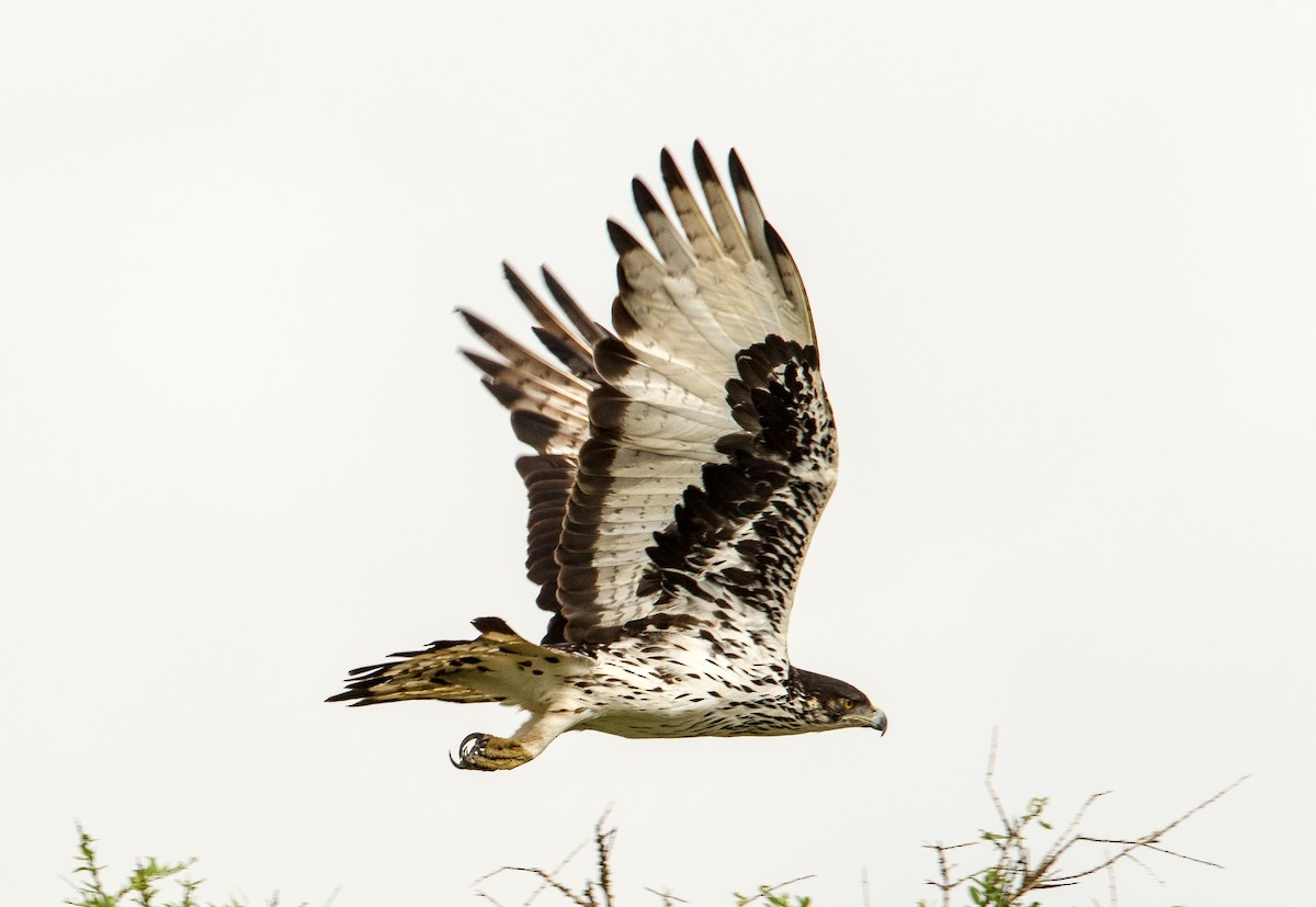 African Hawk-Eagle - Bruno SCHMETZ