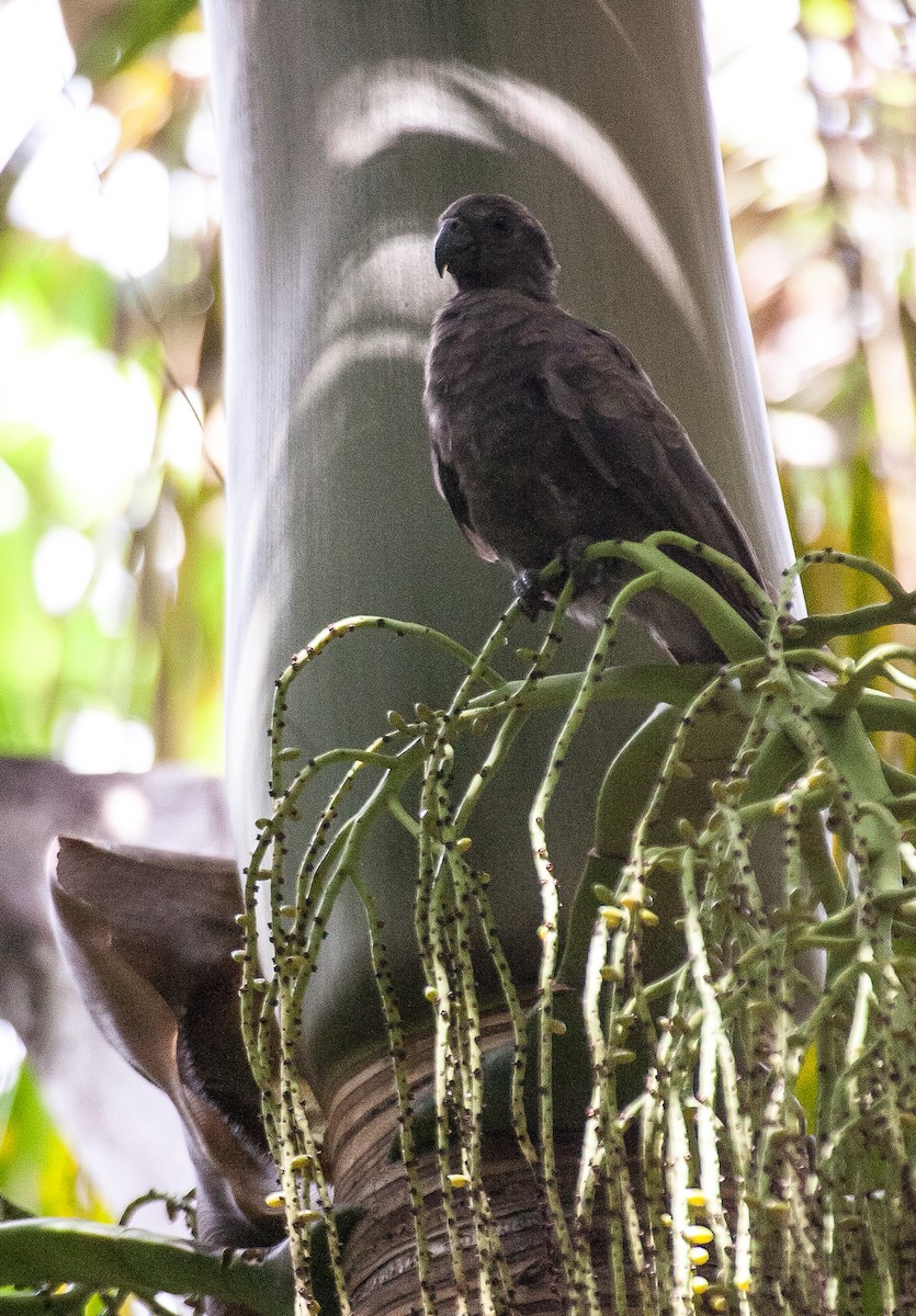 Seychelles Parrot - Bruno SCHMETZ