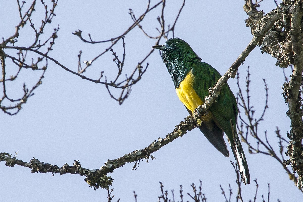African Emerald Cuckoo - Bruno SCHMETZ