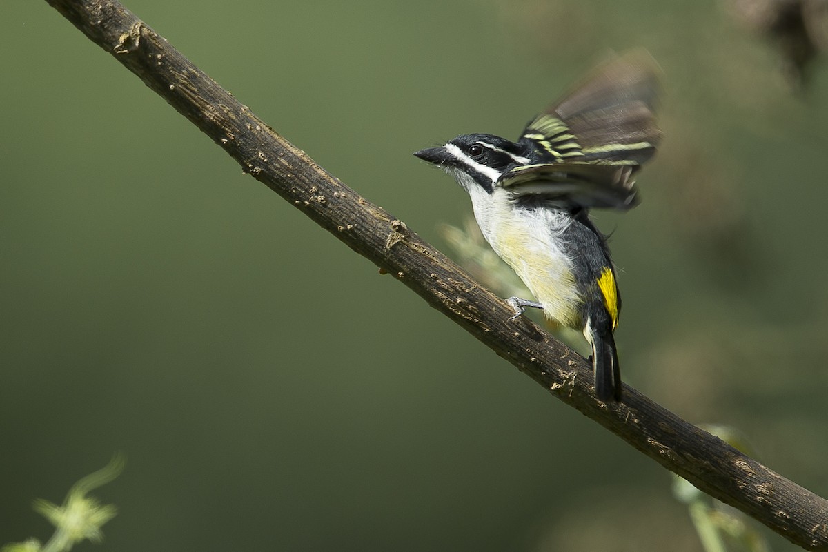 Yellow-rumped Tinkerbird (Yellow-rumped) - ML204761601