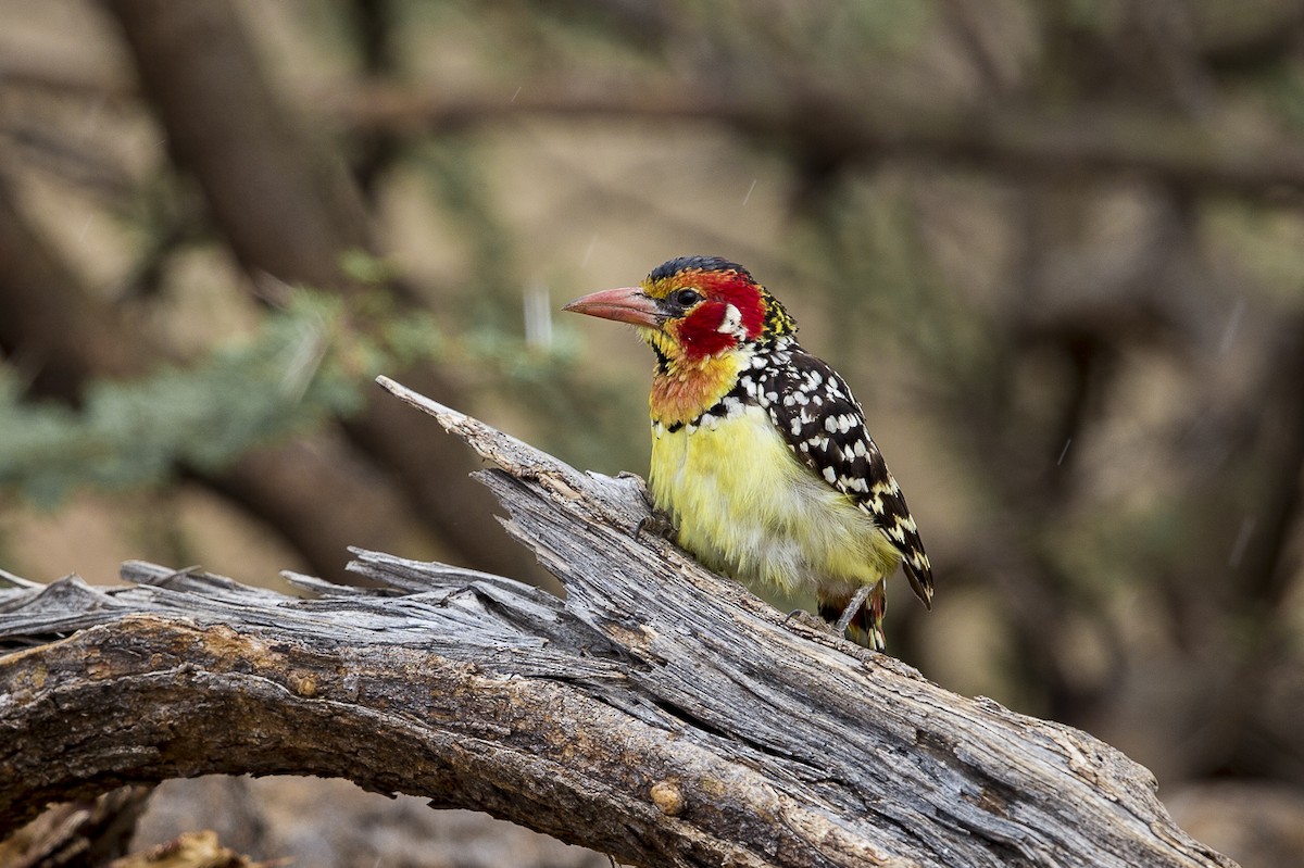 Red-and-yellow Barbet - Bruno SCHMETZ