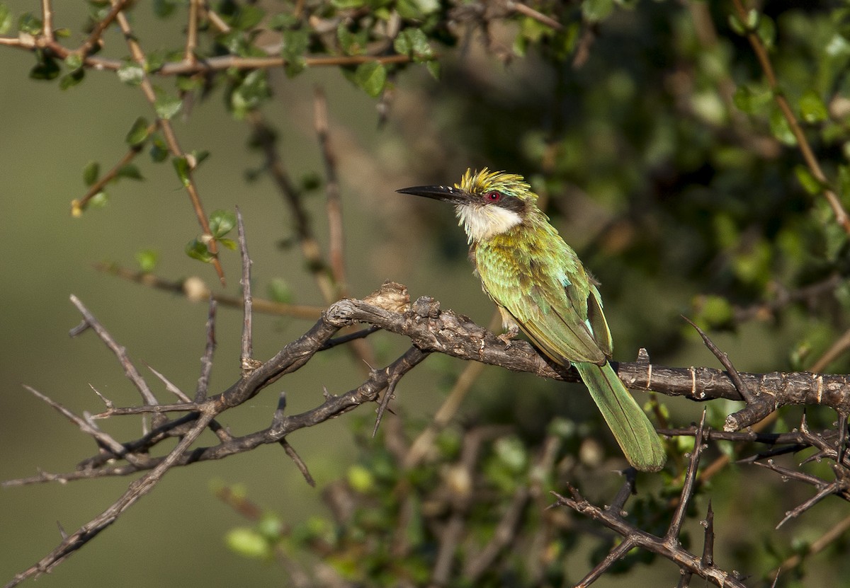 Somali Bee-eater - ML204761691