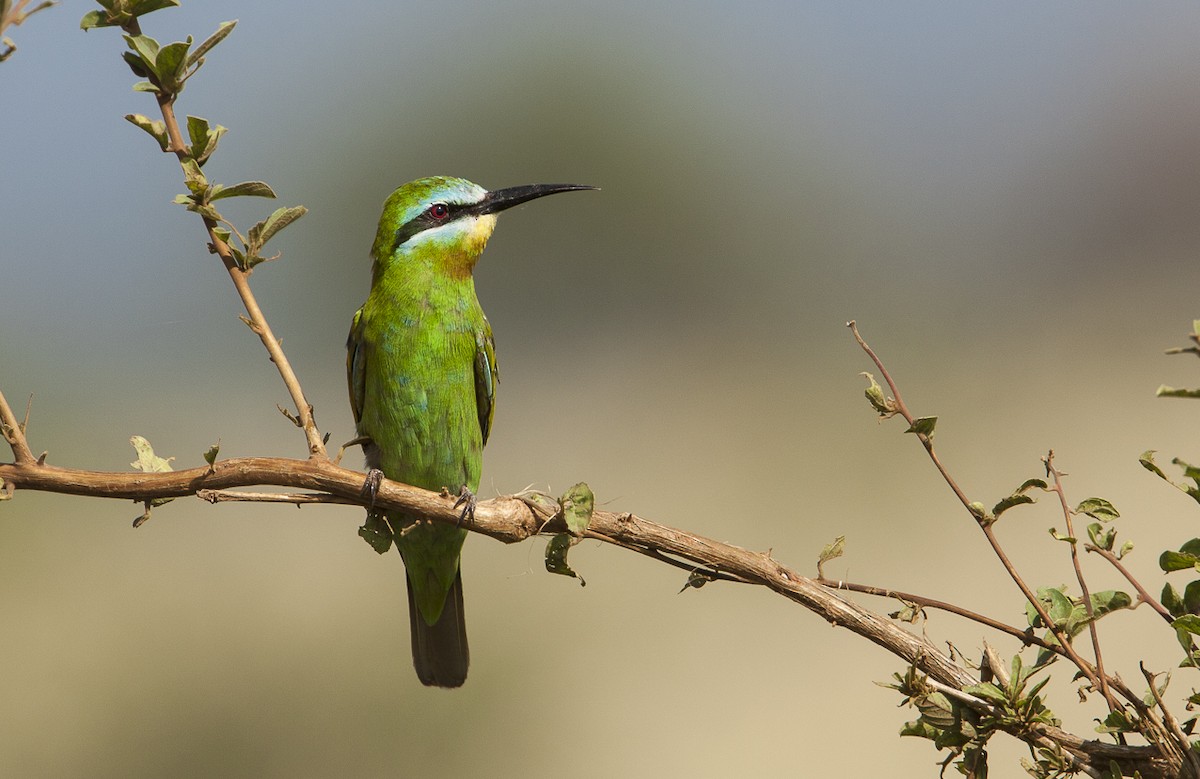 Blue-cheeked Bee-eater - ML204761721