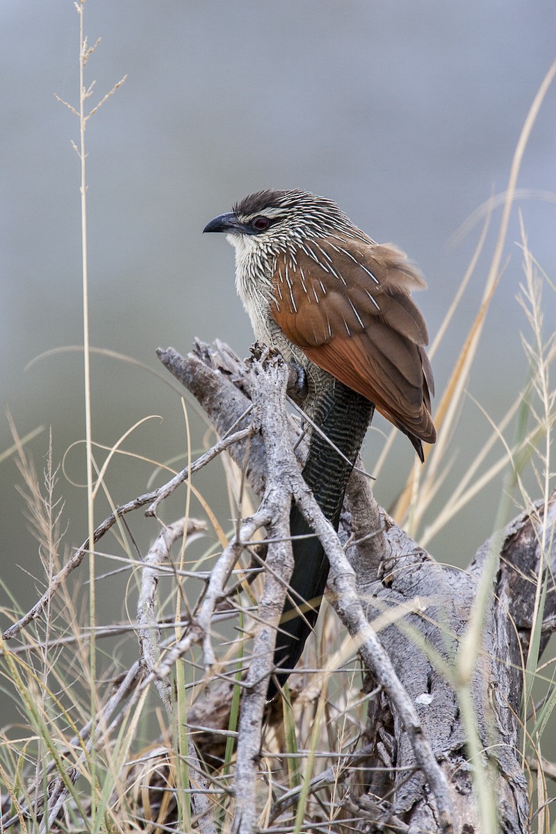 White-browed Coucal (White-browed) - Bruno SCHMETZ