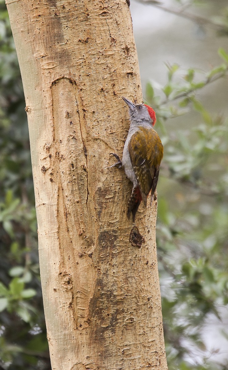 African Gray Woodpecker (Gray) - Bruno SCHMETZ