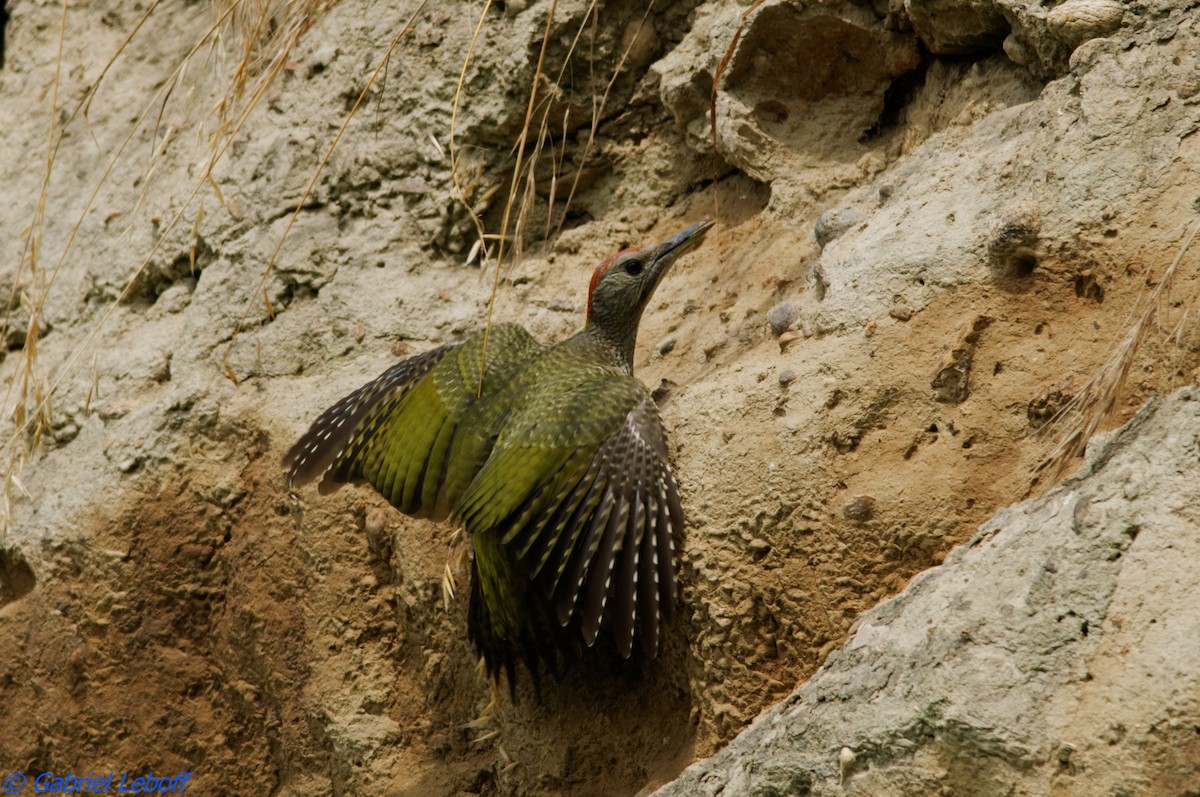 Eurasian Green Woodpecker - Gabriel Leboff