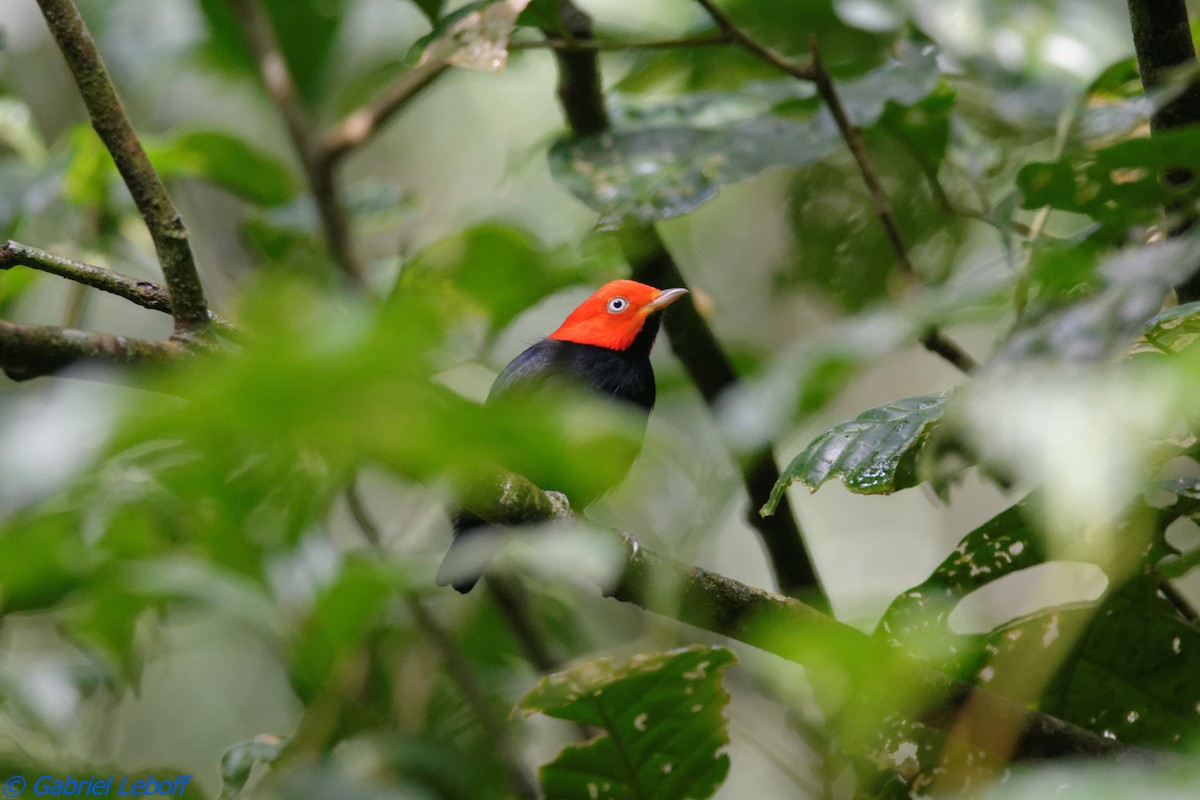 Red-capped Manakin - ML204762461