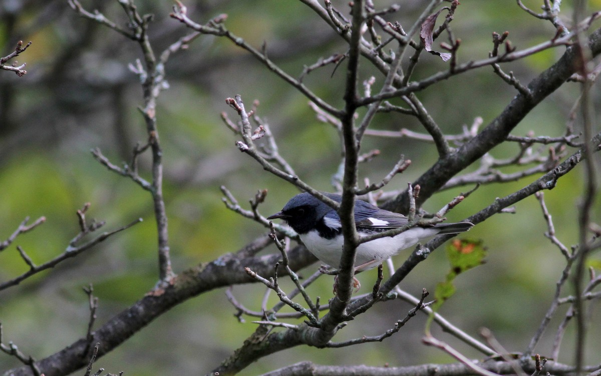 Black-throated Blue Warbler - ML20476251