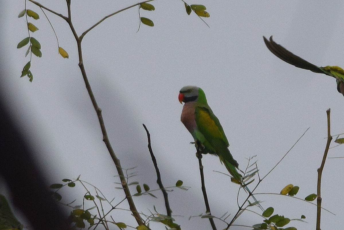 Red-breasted Parakeet - Mayur Patel