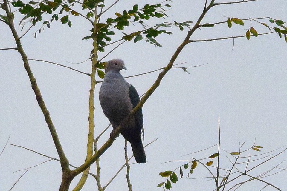 Green Imperial-Pigeon - ML204762781