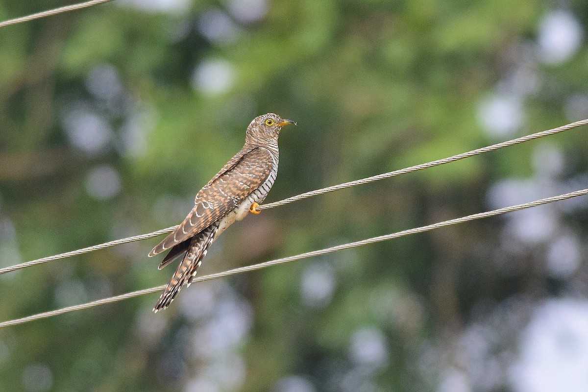 Common Cuckoo - Mayur Patel