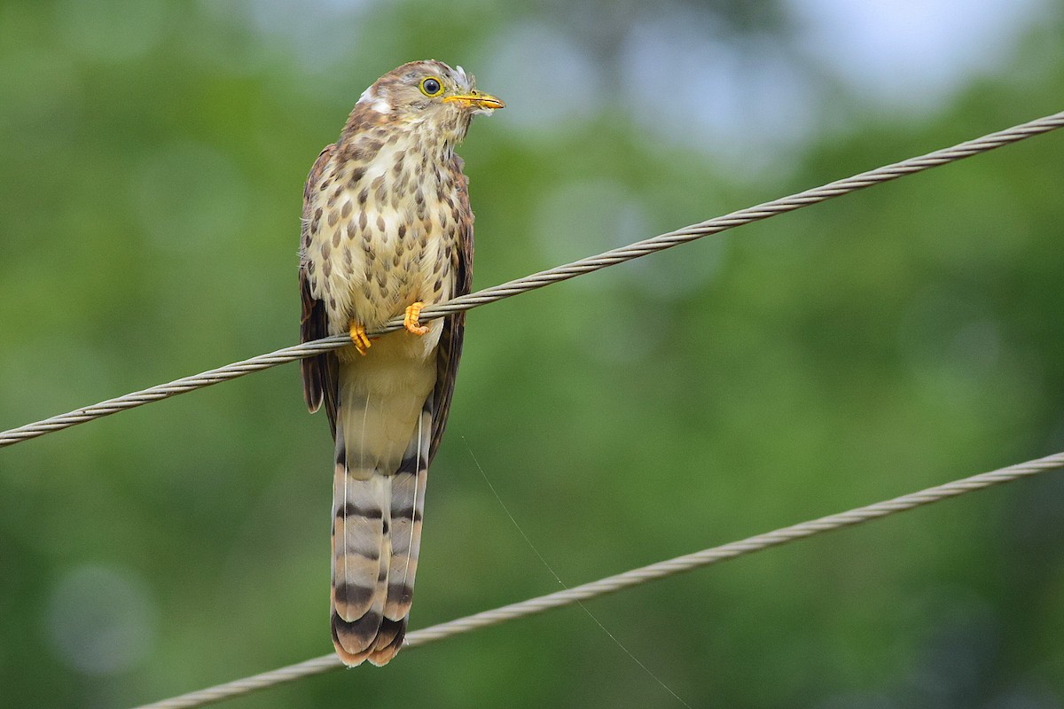 Common Hawk-Cuckoo - Mayur Patel