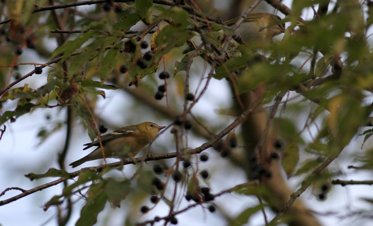 Bay-breasted Warbler - ML20476291