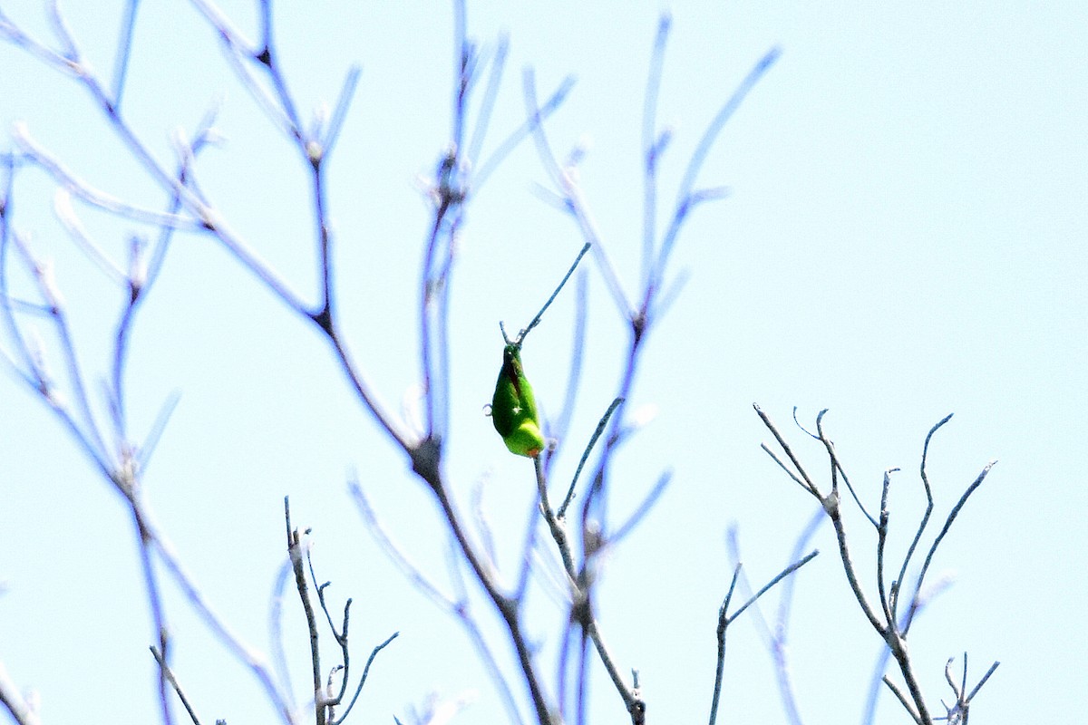 Vernal Hanging-Parrot - Mayur Patel