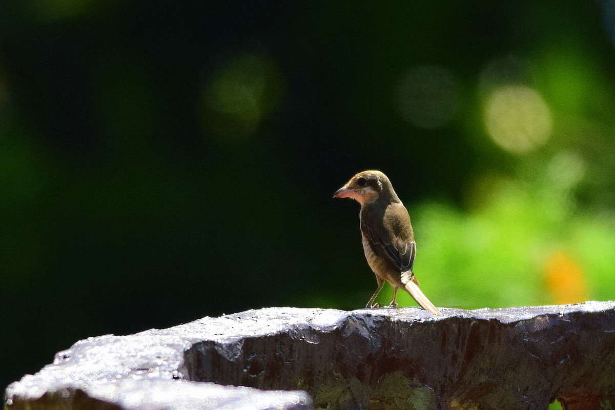 Brown Shrike - Mayur Patel
