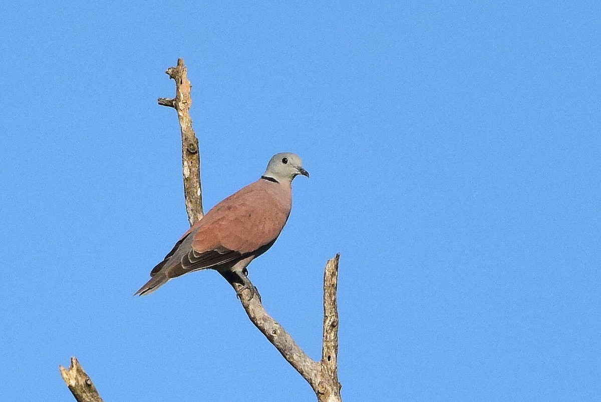 Red Collared-Dove - ML204762931