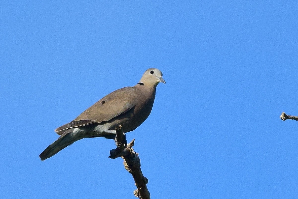 Red Collared-Dove - ML204762941