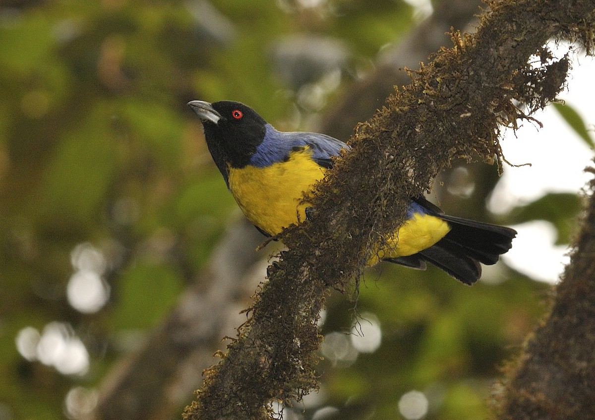 Hooded Mountain Tanager - ML204763071