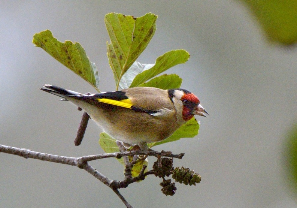 European Goldfinch (European) - Tomáš Grim