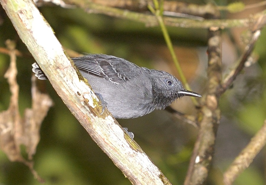 Black-chinned Antbird - Tomáš Grim
