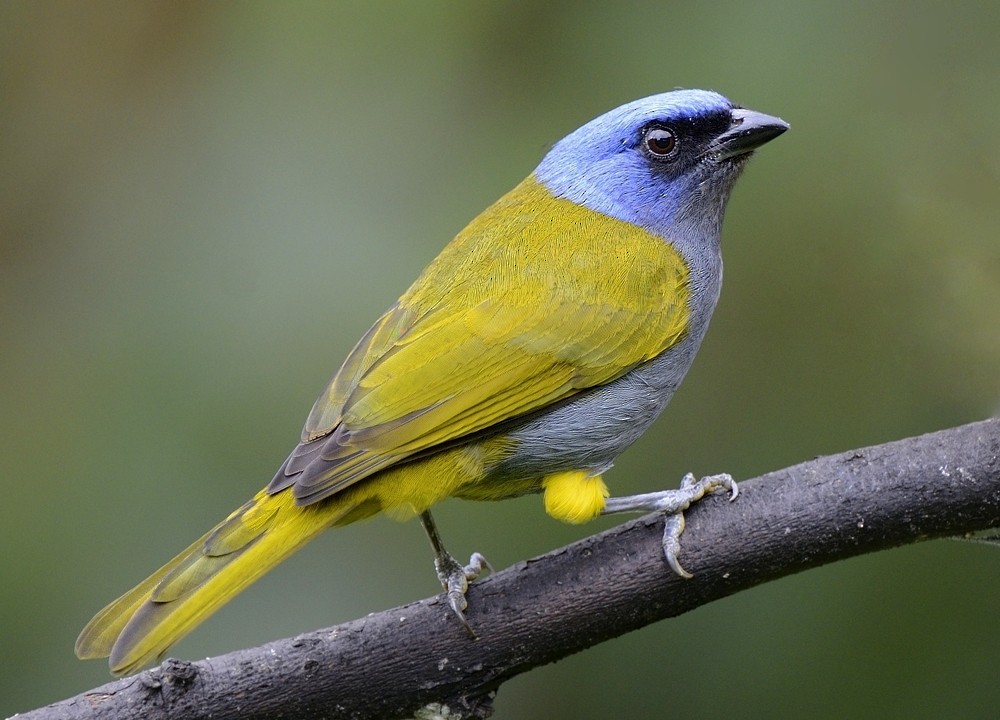 Blue-capped Tanager - ML204763421