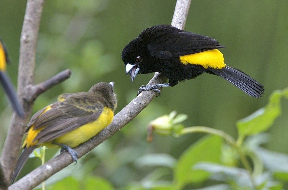 Flame-rumped Tanager (Lemon-rumped) - ML204763461