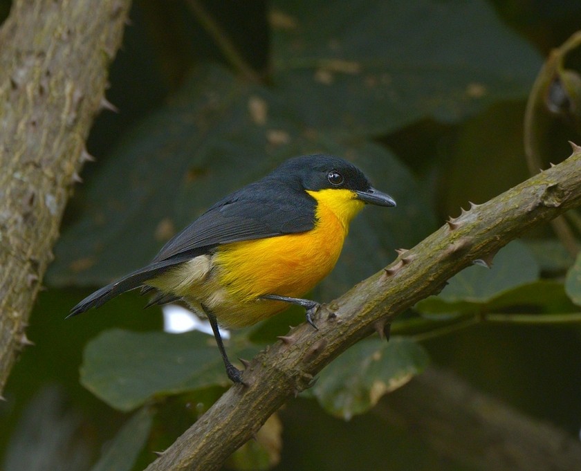 Yellow-breasted Boubou - Tomáš Grim