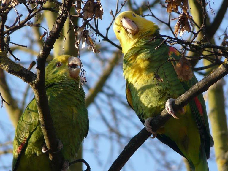 Yellow-headed Parrot - Klaus Lachenmaier