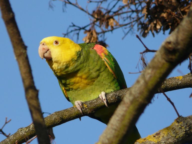 Yellow-headed Parrot - Klaus Lachenmaier