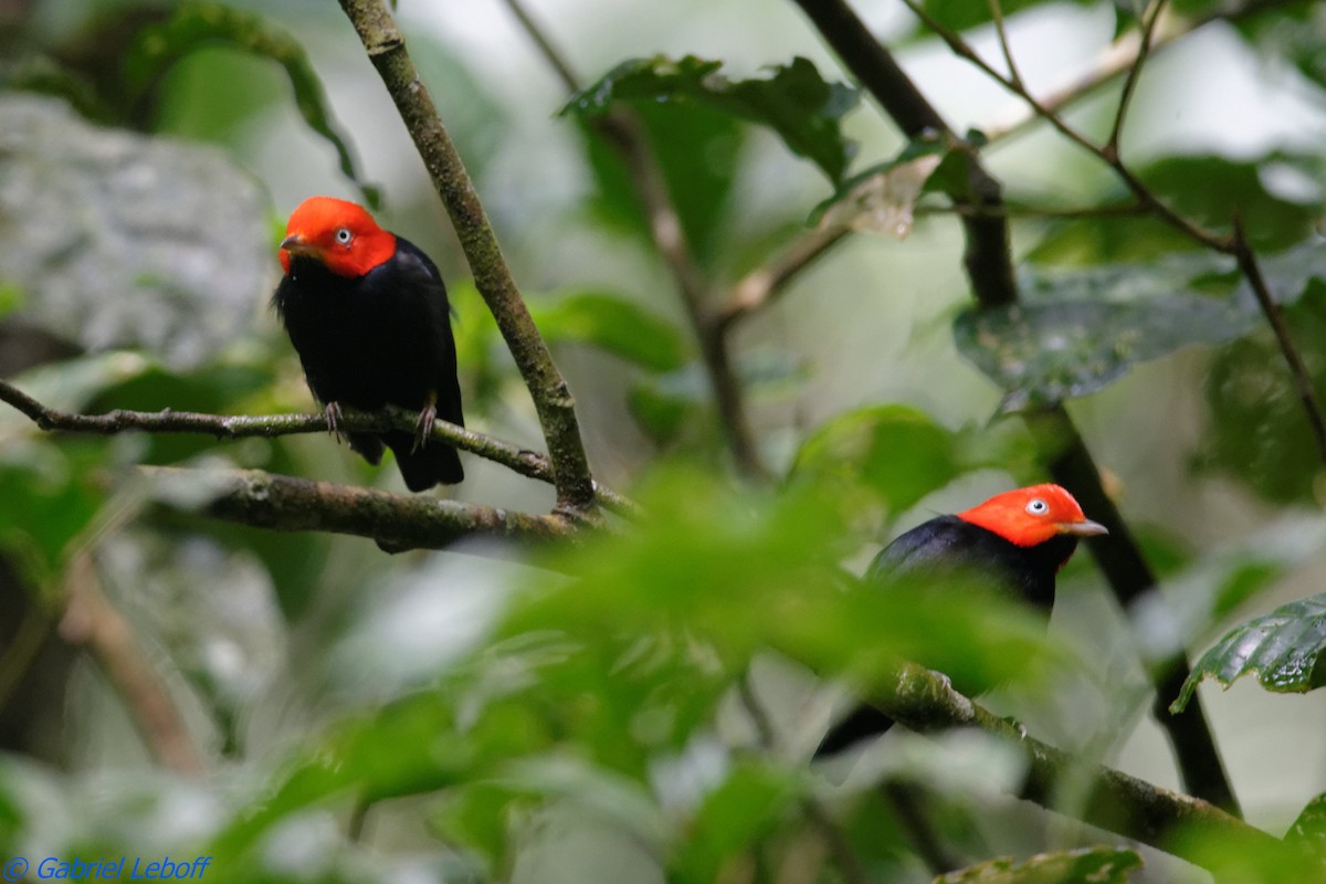 Red-capped Manakin - ML204764341
