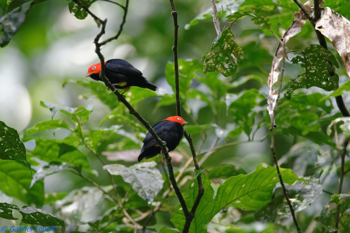Red-capped Manakin - ML204764371