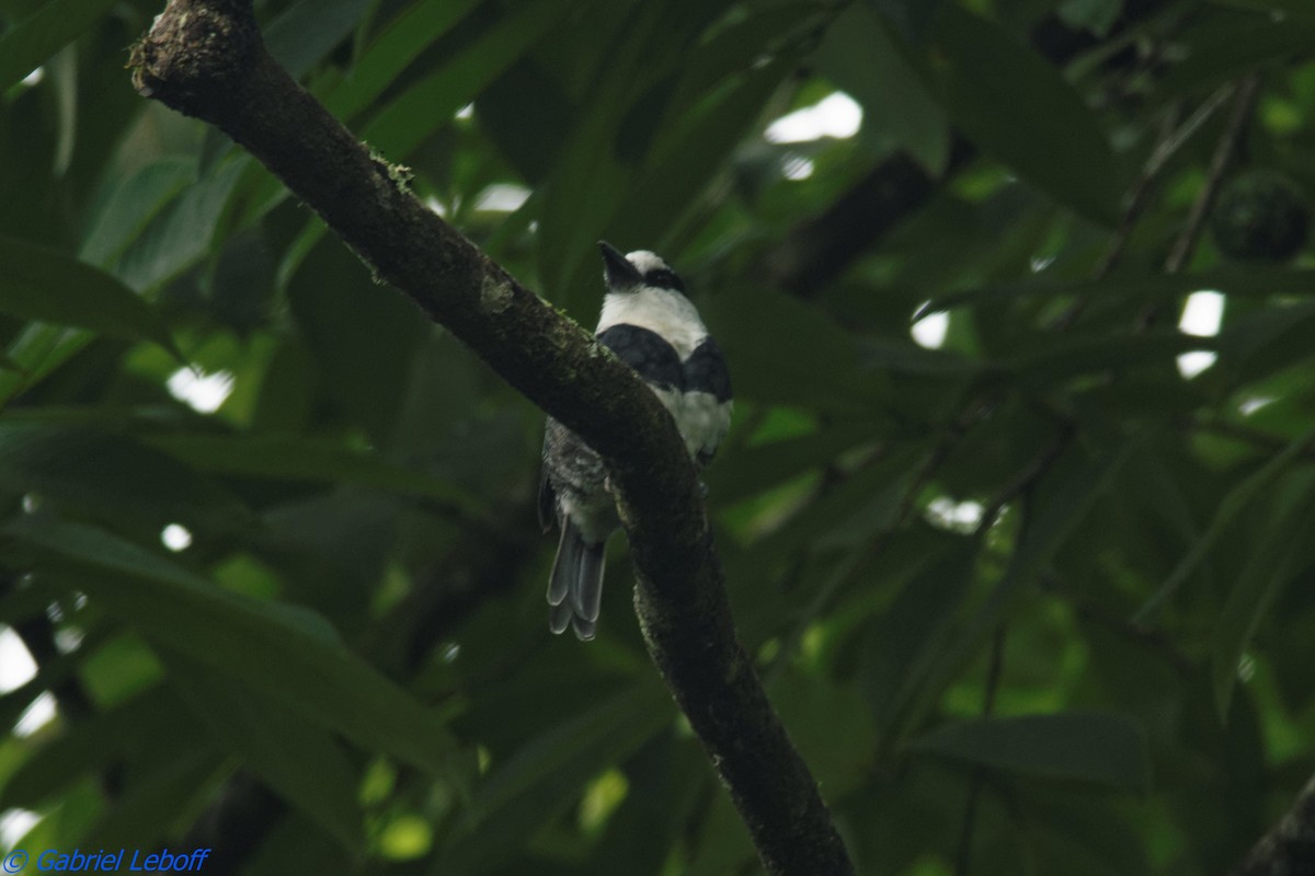 White-necked Puffbird - ML204764491