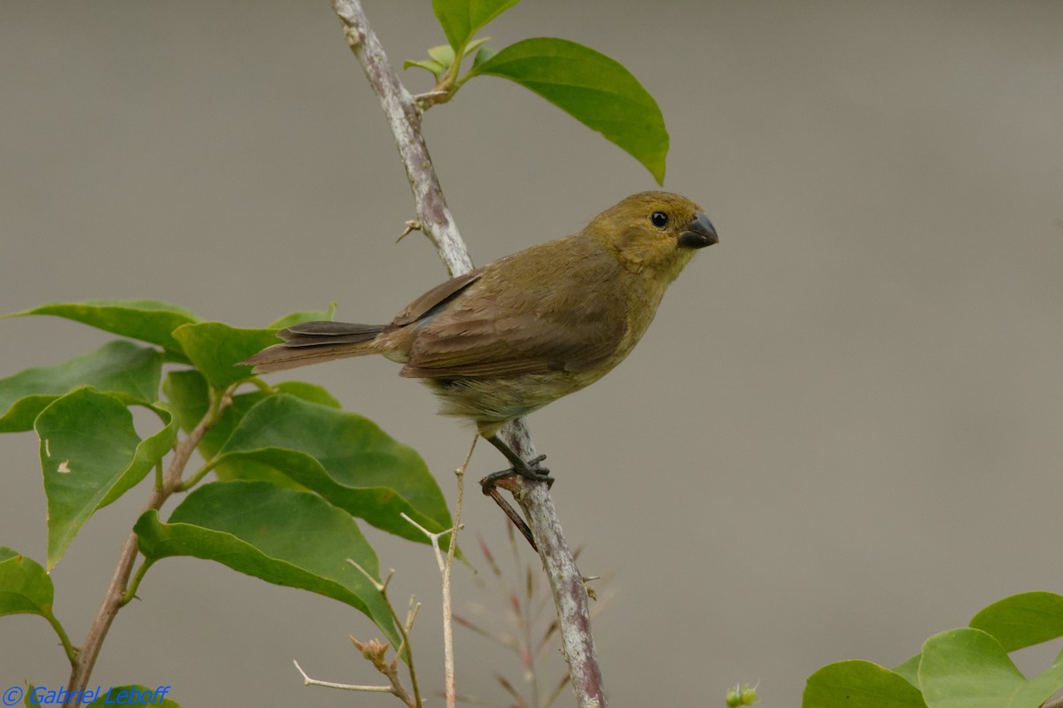Variable Seedeater (Variable) - ML204764721