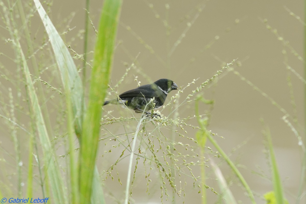 Variable Seedeater (Variable) - ML204764731