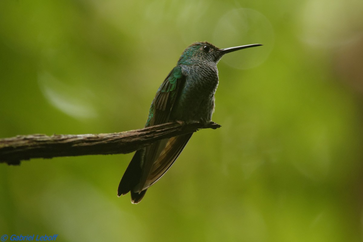 Blue-chested Hummingbird - Gabriel Leboff