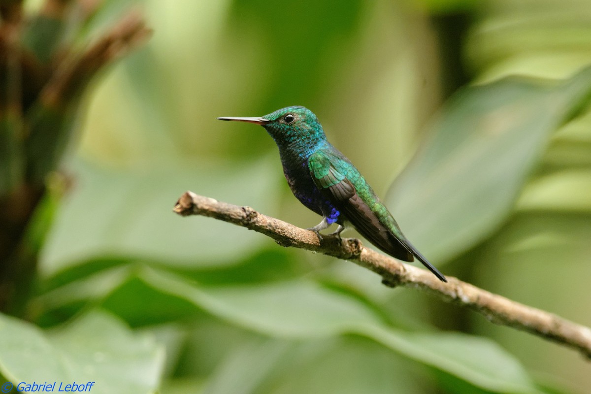Violet-bellied Hummingbird - Gabriel Leboff