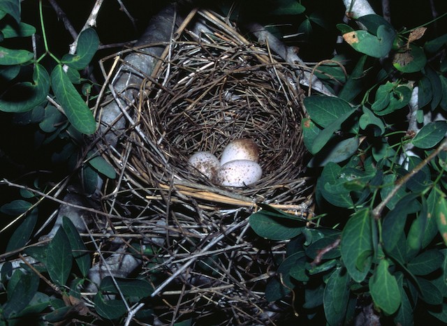 Northern Cardinal nest with eggs. - Northern Cardinal - 