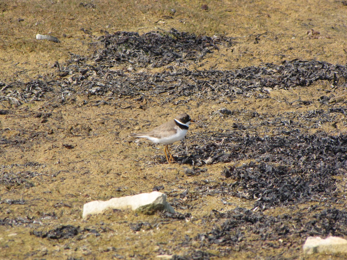 Semipalmated Plover - ML20476541