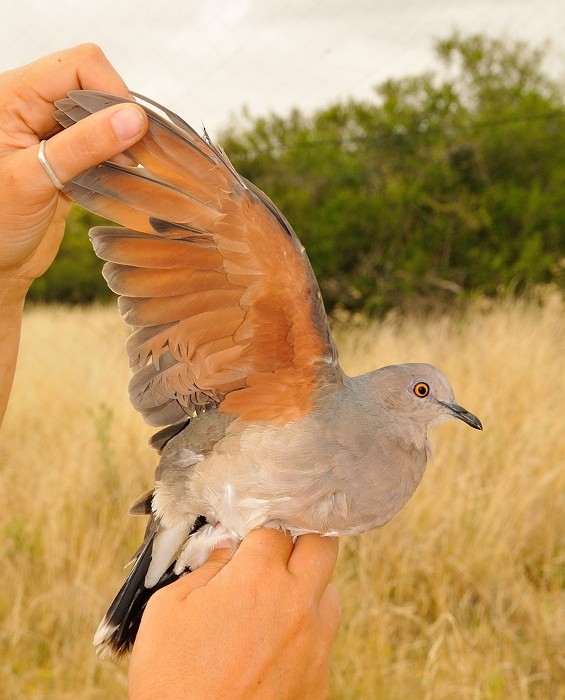 White-tipped Dove (brasiliensis Group) - ML204765491