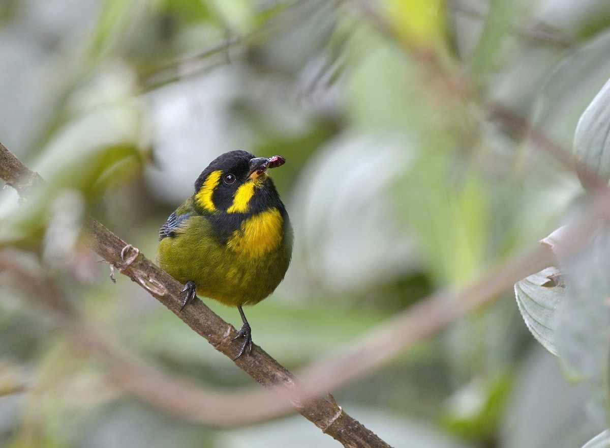 Gold-ringed Tanager - ML204765701