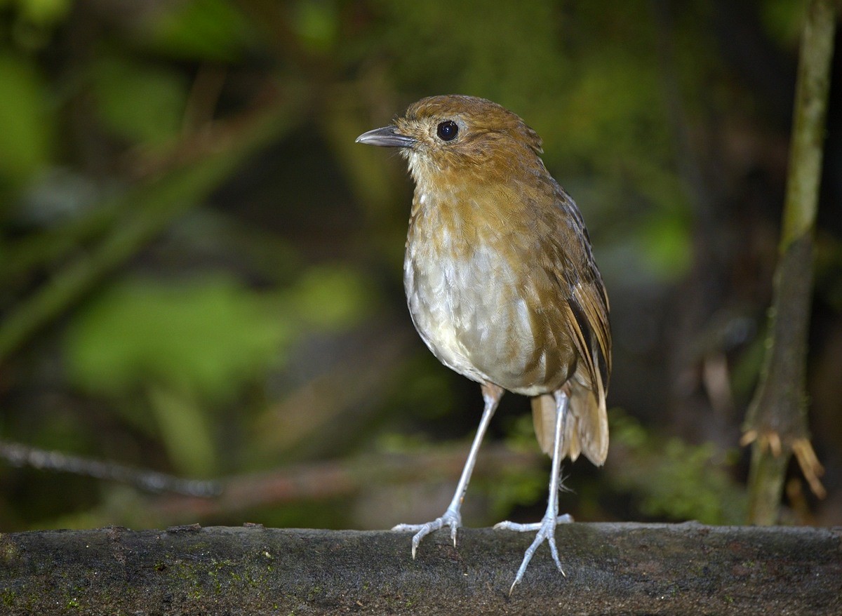 Brown-banded Antpitta - ML204765781