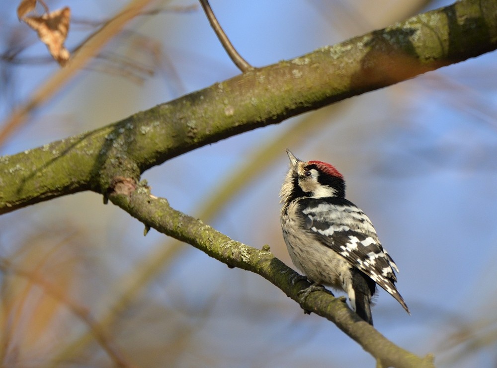 Lesser Spotted Woodpecker - ML204765801